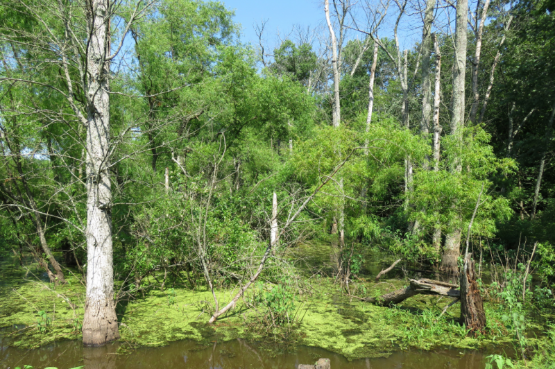 Proposed nontidal wetlands regulations could expand mitigation options